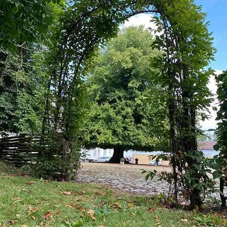 Rønhave