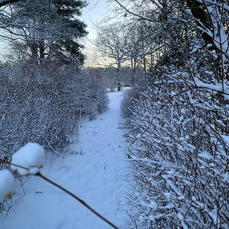 Rønhave