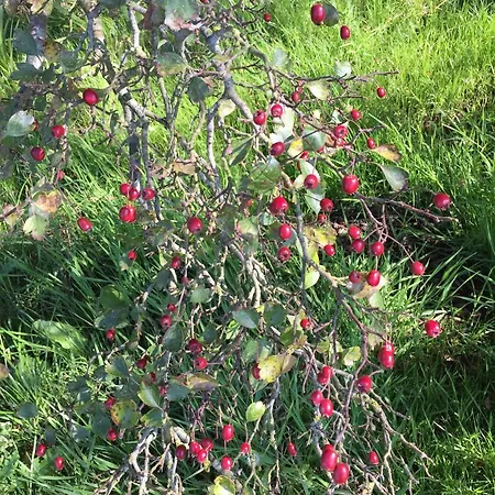 Frühstückspension Ronhave